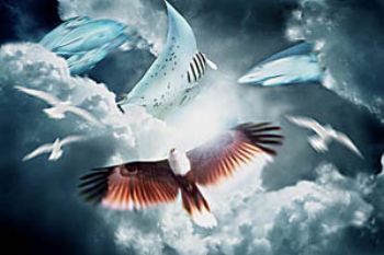 COMPOSING > eagle/manta/shark/birds/mackarels by Manfred Bail 